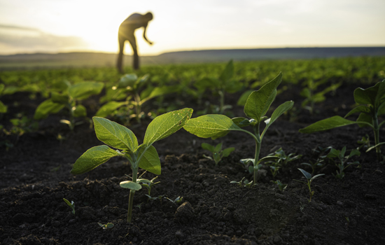 Sustainable Ag